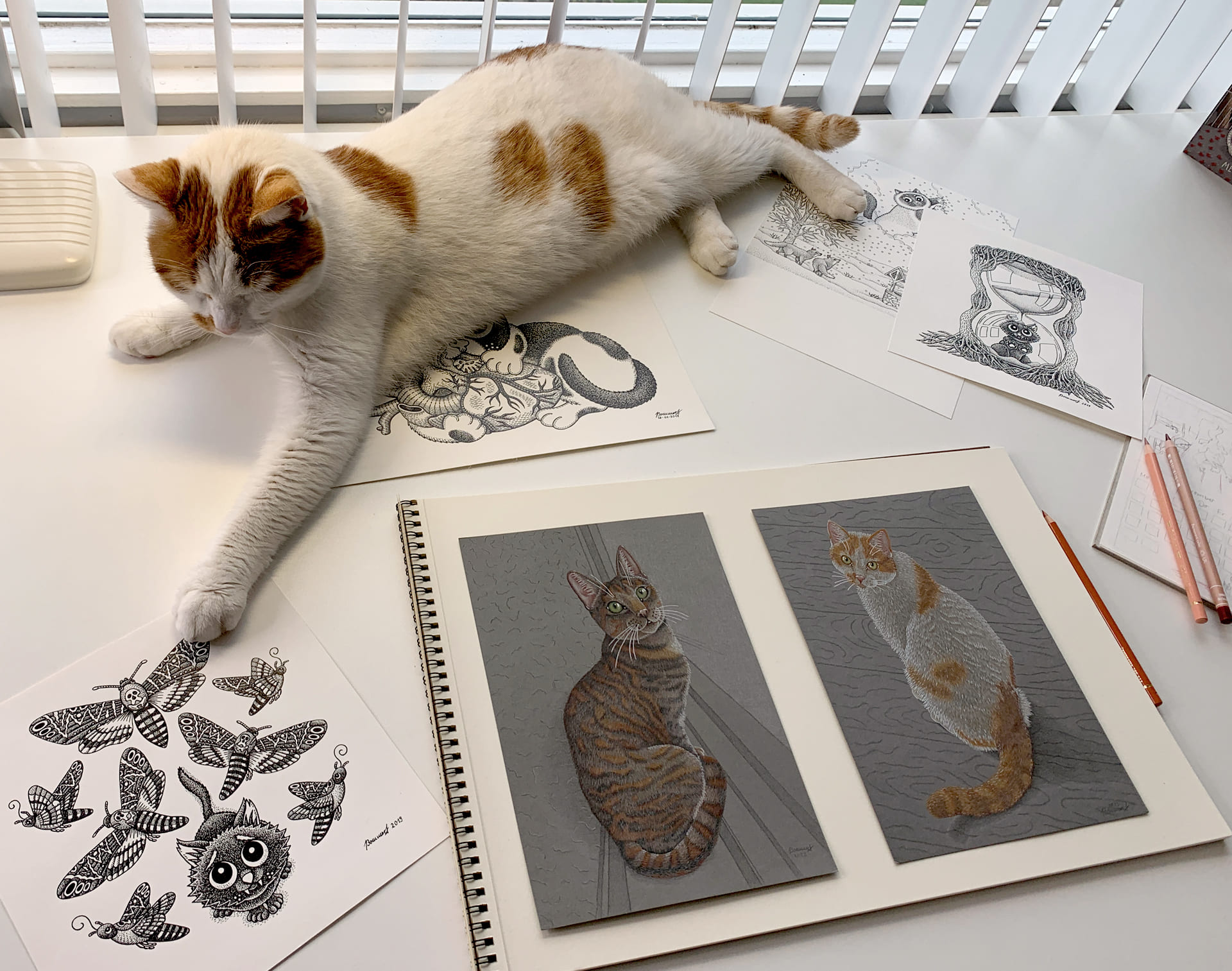 Huisdierportre Commissie Kleurpotlood Kattenkunst Studiokat Puss In Books Illustration Jenny Bommert